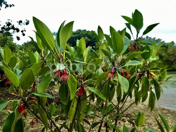 沖縄県宮古島　マングローブの花 干潟　汽水域 沖縄,宮古島,野外の写真素材