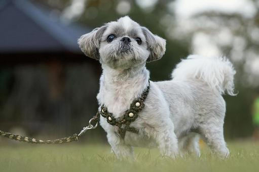 シーズーのポートレート 犬,シーズー,いぬの写真素材