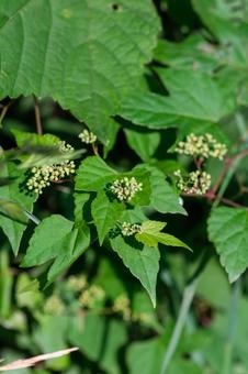 Photo, nobudo, wild grapes, grape family, 