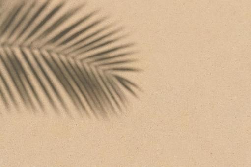ヤシの葉 ヤシの葉の写真