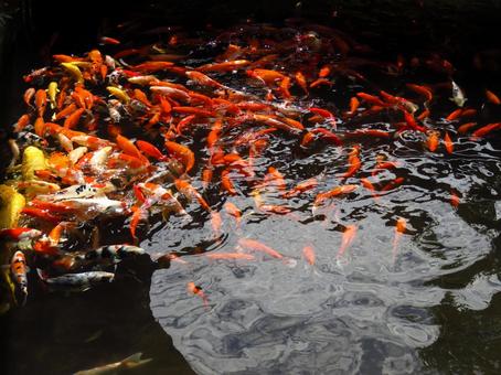 鯉の大群 鯉の大群 コイ,魚,池の写真素材