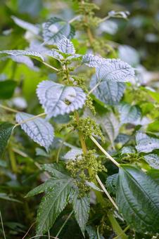 アオミズ アオミズ,青水,青みずの写真素材