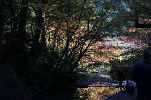 ライトアップされた紅葉を見に行こうよ。の写真