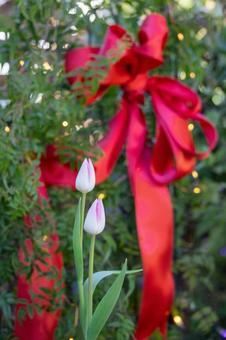 可憐なピンクのアイスチューリップの蕾 可憐なピンクのアイスチューリップの蕾 アイスチューリップ,チューリップ畑,チューリップの写真素材