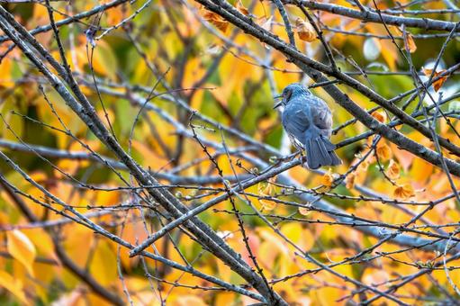 ヒヨドリ(35) 鳥,鳥類,ヒヨドリの写真素材