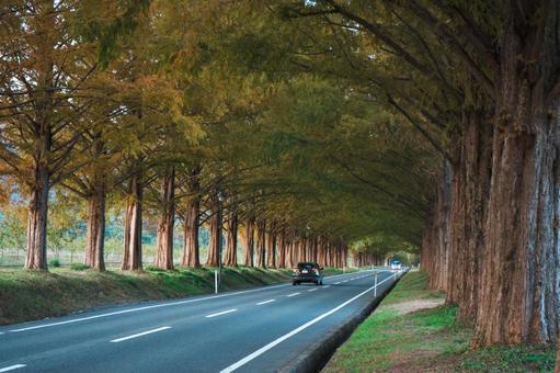 メタセコイア並木 メタセコイア,滋賀県,メタセコイア並木の写真素材