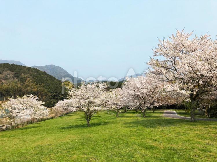 満開の桜と風景_02 桜,満開,風景の写真素材
