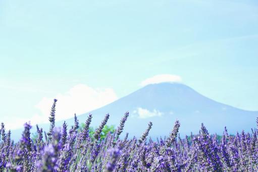 Mt. Fuji and Lavender, JPG Mt. Fuji and Lavender, JPG