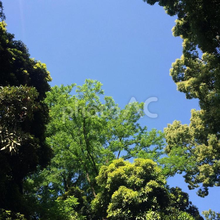 夏の空と緑 空,樹木,自然の写真素材