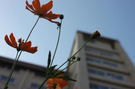 空に伸びるオレンジ色のコスモス コスモス,花,オレンジの写真素材