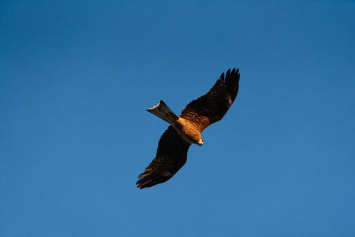 上空からじっと見つめるトビ 上空からじっと見つめるトビの写真