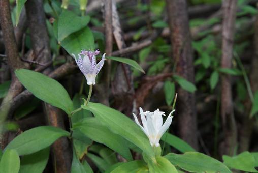 2輪のホトトギスの花 2輪のホトトギスの花の写真