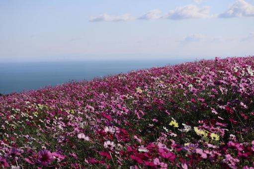 カラフルな秋桜畑と海と雲と青空の風景 カラフルな,秋桜畑,海の写真素材