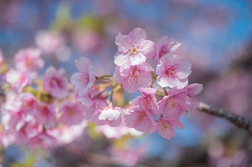 青空と河津桜 おめでとう,サクラサク,祝いの写真素材