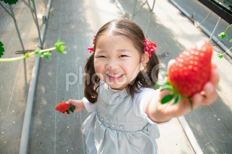 いちごを持つ子供 いちご狩り,いちご,子供の写真素材