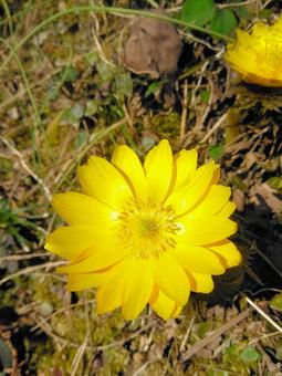 早春の鮮やかなフクジュソウ フクジュソウ,花,福寿草の写真素材
