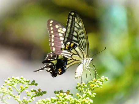 ナミアゲハ ナミアゲハ,蝶,チョウの写真素材