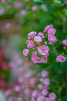 可憐なピンクのミニバラたち バラ,ミニバラ,花の写真素材