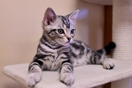 おすまし子猫 おすまし子猫 子猫,kitten,ねこの写真素材