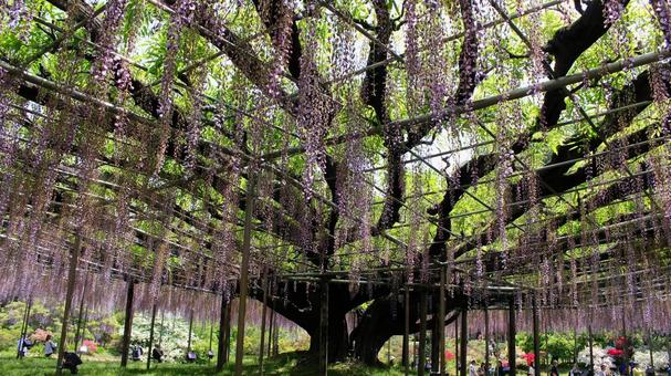 Wisteria trellis, JPG Wisteria trellis, JPG