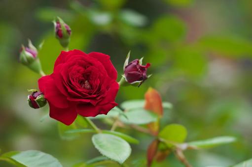 グリーンと赤い薔薇 グリーンと赤い薔薇の写真