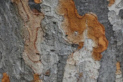 ケヤキの樹皮 樹皮,木,テクスチャーの写真素材