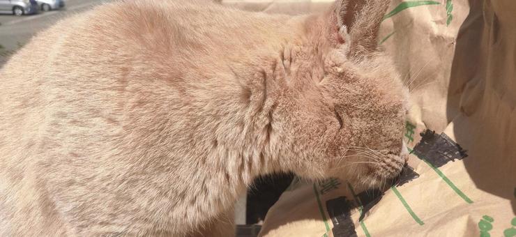 猫くんくん 猫くんくんの写真