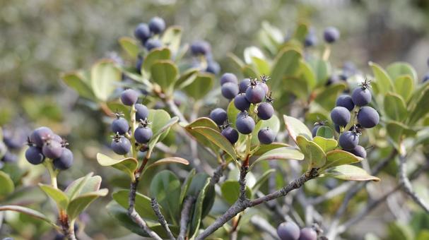 【植物の写真】シャリンバイ（車輪梅）の写真