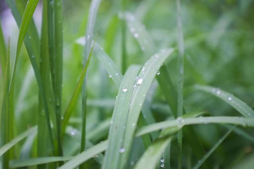 水滴と葉の風景の写真
