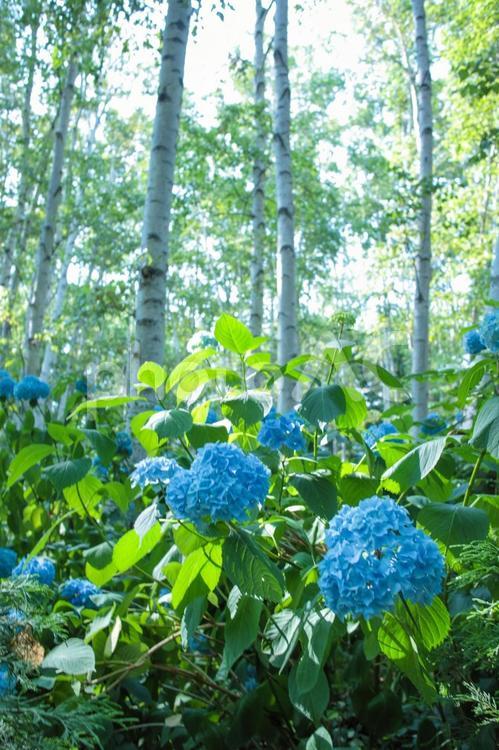青いアジサイと白樺の木 紫陽花,花,植物の写真素材
