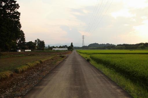 Rice paddy field Rice paddy field