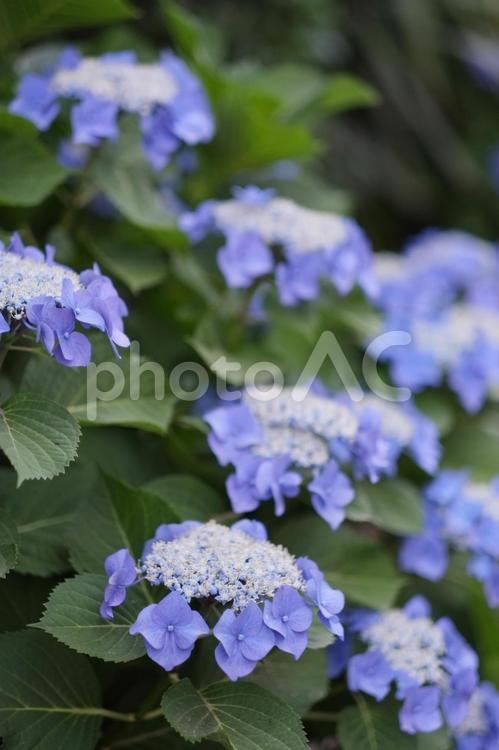 ガクアジサイ 紫陽花,ガクアジサイ,梅雨の写真素材