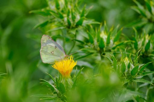 Monad butterfly (22), JPG