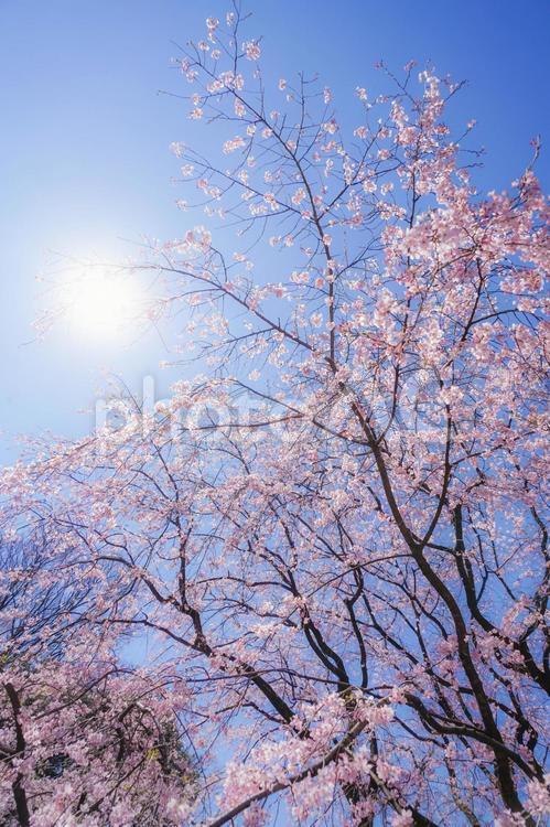 枝垂れ桜と晴天の青空 枝垂れ桜,青空,空の写真素材