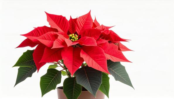 ポインセチアの赤い花 冬の植物 ポインセチアの赤い花 冬の植物の写真