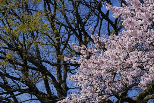 満開の桜 満開の桜の写真