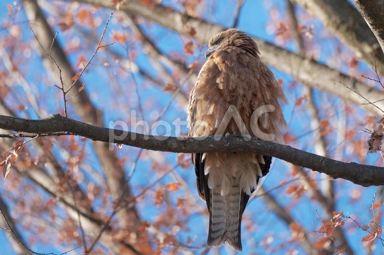 枝にとまったトビ トビ,野鳥,鳥の写真素材