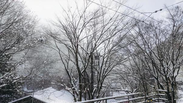 木に積もる雪 木に積もる雪の写真