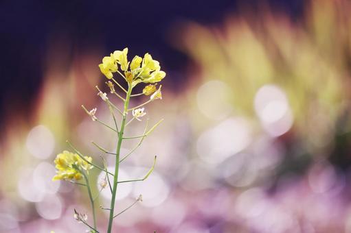 輝く背景と菜の花 輝く背景と菜の花 花,菜の花,黄色の写真素材