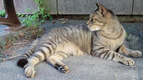 Photo, cat, pheasant, evening cool, 