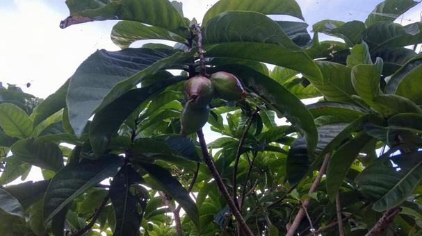 サガリバナの実の写真