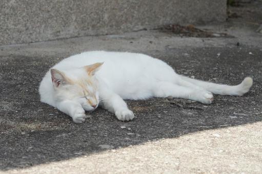 ねこ 箱座り,飼い猫,家猫の写真素材