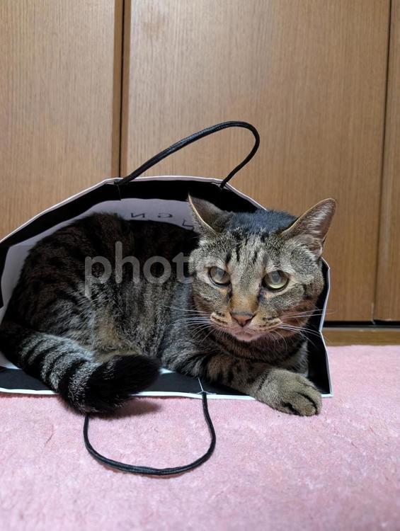 紙袋に入ったネコ ネコ,ペット,かわいいの写真素材
