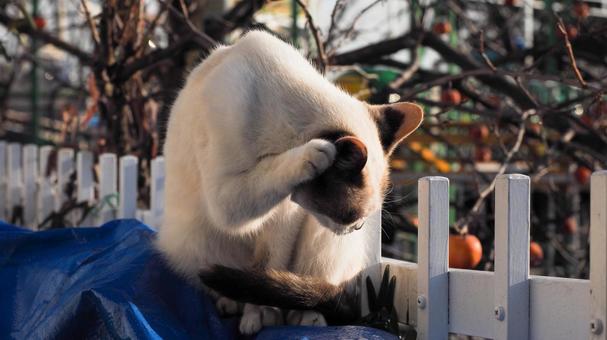 野良猫君の「ああ、やっちまった。」 野良猫君の「ああ、やっちまった。」の写真