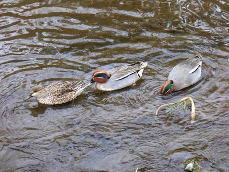 1月、支流で採餌するコガモの群れ 1月、支流で採餌するコガモの群れ コガモ,鳥,野鳥の写真素材
