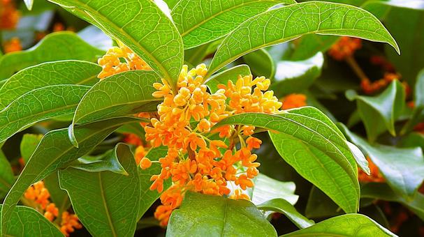 キンモクセイ（金木犀） キンモクセイ,金木犀,香りの写真素材