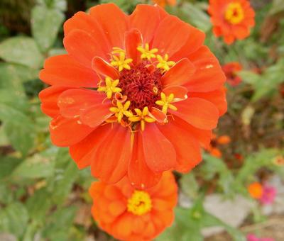 【花の写真】 ヒャクニチソウ（百日草）の写真