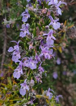 ローズマリー ローズマリー,ハーブ,花の写真素材