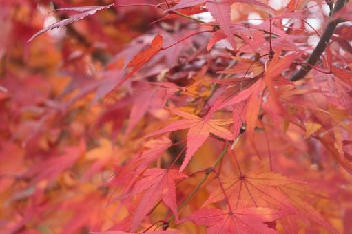 秋の紅葉 秋,もみじ,赤の写真素材