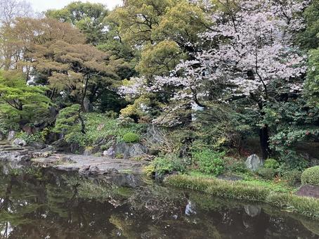 お花見 お花見の写真